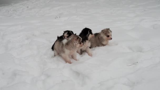 Patru pui de rasă pură husky în timpul iernii în zăpadă — Videoclip de stoc