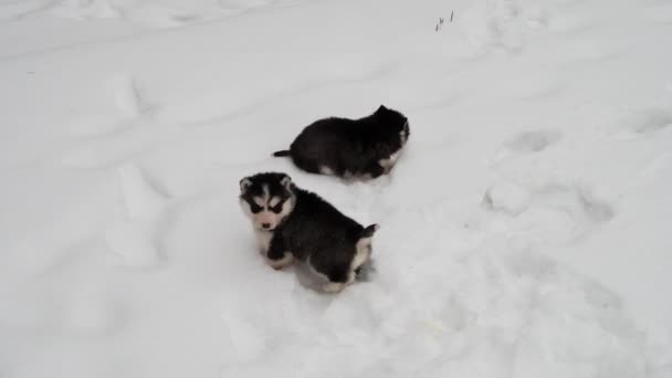 Deux chiots husky de race pure dans la neige en hiver — Video