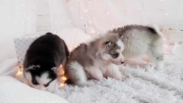 Tres cachorros husky en la cama en casa — Vídeo de stock