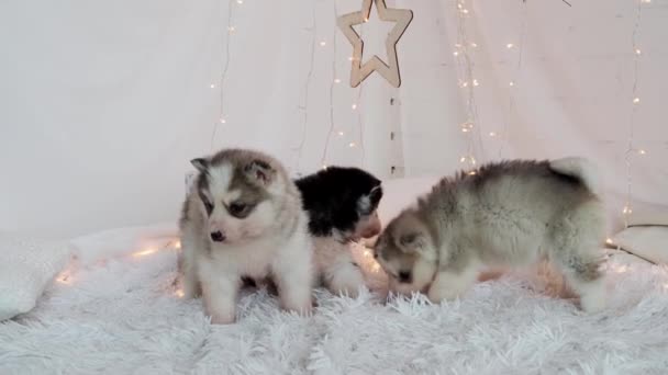 Tres hermosos cachorros peludos y peludos sobre un fondo de guirnaldas amarillas — Vídeos de Stock