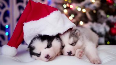 Noel Baba 'nın yeni yılındaki güzel köpek yavruları Yeni Yıl arifesinde uyur..