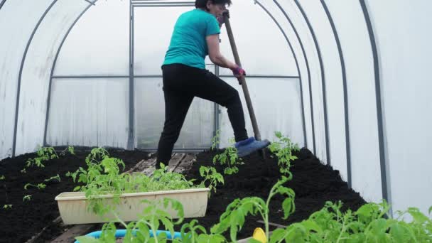 Une femme âgée replante des semis dans une serre au printemps — Video