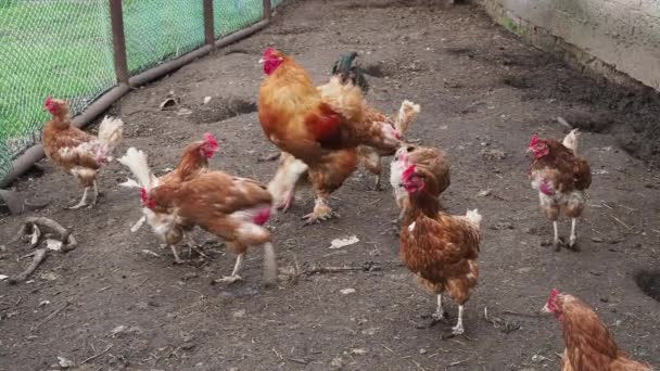 Găini maro și cocoș în rază liberă pe barnyard la ferma de păsări de curte, fotografiere manuală. Pui organic. Creştere. 4K — Videoclip de stoc