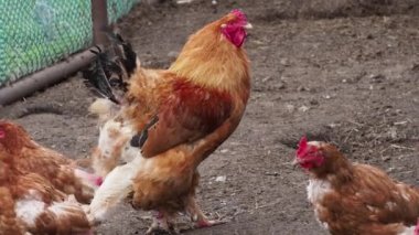 Kahverengi horoz ve tavuk bir yaz öğleden sonra avluda yakın planda