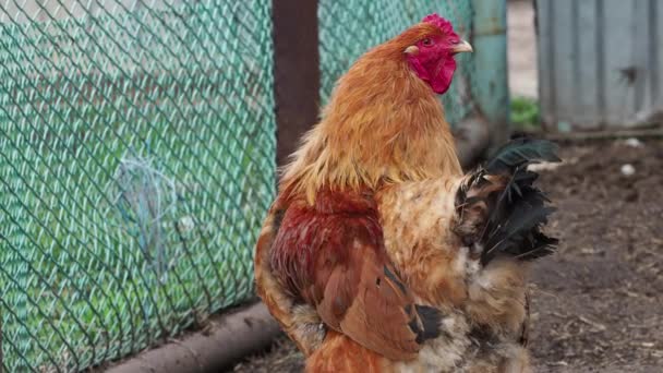 갈색 수탉의 근접 사진입니다. 자유 로운 수탉 과 닭. 4K — 비디오