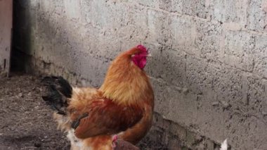 Güzel kırmızı bir horoz ahırda yürüyor. 4K