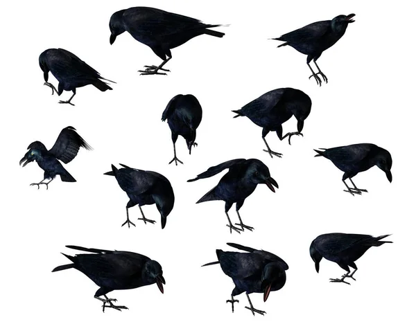set of crows isolated on white background