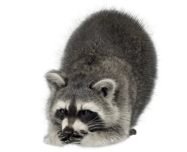 Big Raccoon Isolated White Background — Stock Photo, Image