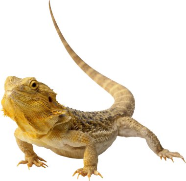 büyük iguana beyaz arkaplanda izole