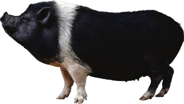 Großes Wildschwein Isoliert Auf Weißem Hintergrund — Stockfoto