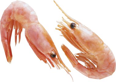 Beyaz arkaplanda izole edilmiş iki karides