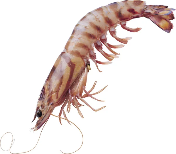 Shrimp Close White Background Royalty Free Stock Photos