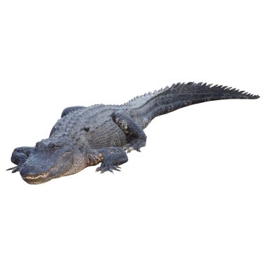 beyaz arkaplanda izole timsah