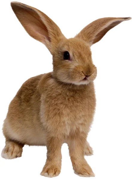 Fluffy Rabbit Isolated White Background — Stock Photo, Image