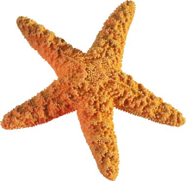 beyaz arkaplanda izole edilmiş denizyıldızı