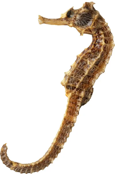 Seahorse Isolated White Background Stock Picture