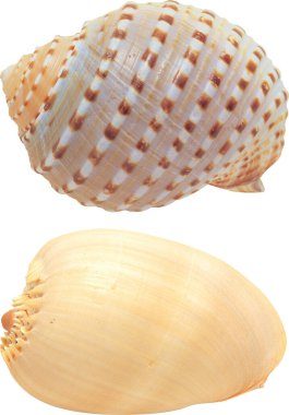 Beyaz arkaplanda güzel bir kabuk