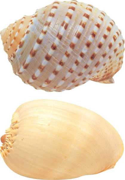 Beyaz arkaplanda güzel bir kabuk