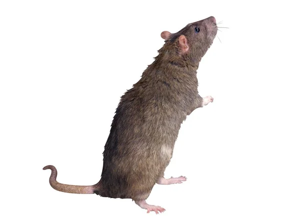 Ratón Gris Aislado Sobre Fondo Blanco — Foto de Stock