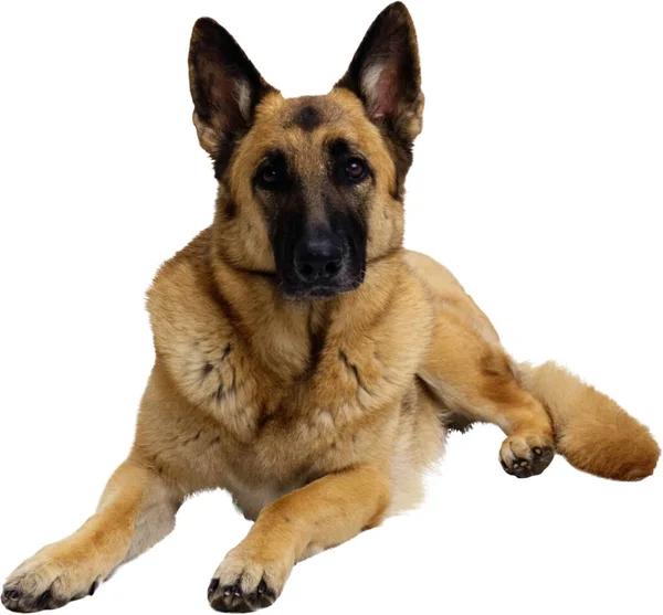 Tysk Herde Hund Isolerad Vit Bakgrund — Stockfoto