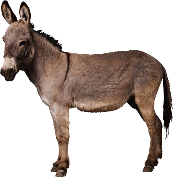 Donkey Isolated White Background Stock Photo
