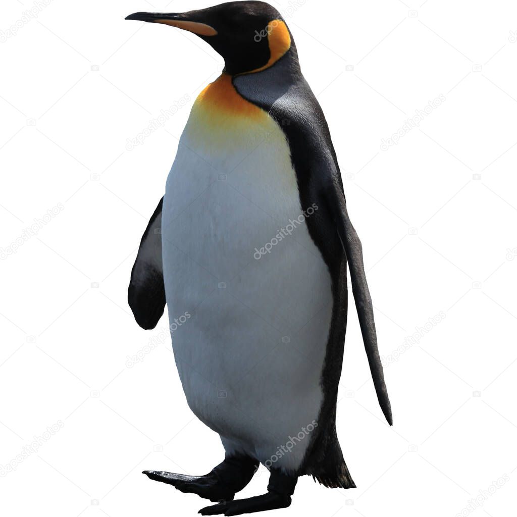 king penguin isolated on white background