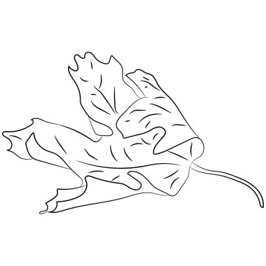 Vektör grafik, sonbahar kıvrımlı yaprak, karalama. Düz tasarım.