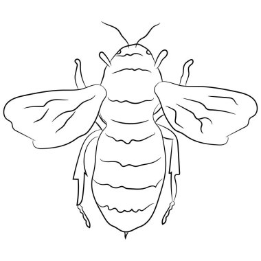 Vektör grafik, arı karalama. Düz tasarım.