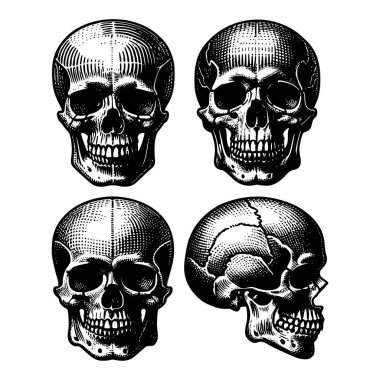 Oyma tarzında insan kafatası vektör çizimleri. Dövme tasarımları, klasik tıp sanatı, gotik kıyafetler ve alternatif ürünler için mükemmel.