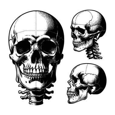 İnsan kafasının gerçekçi anatomisini gösteren karmaşık nokta ve çizgi çalışması kafatası vektör kümesi. Tıbbi çizimler, dövme flaşı, alternatif moda ve retro poster tasarımları için mükemmel.