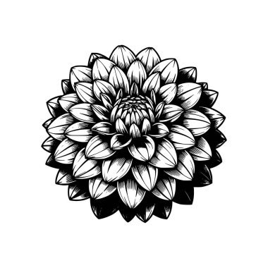 Detaylı siyah-beyaz vektör tarzıyla elle çizilmiş Dahlia çiçeği çizimi. Dövmeler, posterler, çıkartmalar, giysiler ve zarif botanik severler için mükemmel.