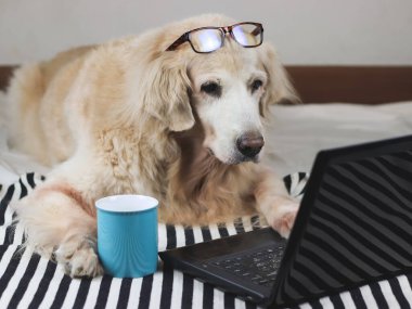 Golden retriever köpeğinin kafasında gözlük olan portresi, mavi kahve fincanı ve bilgisayar laptopuyla çizgili kumaşın üzerine uzanmış bilgisayar ekranına bakıyor..