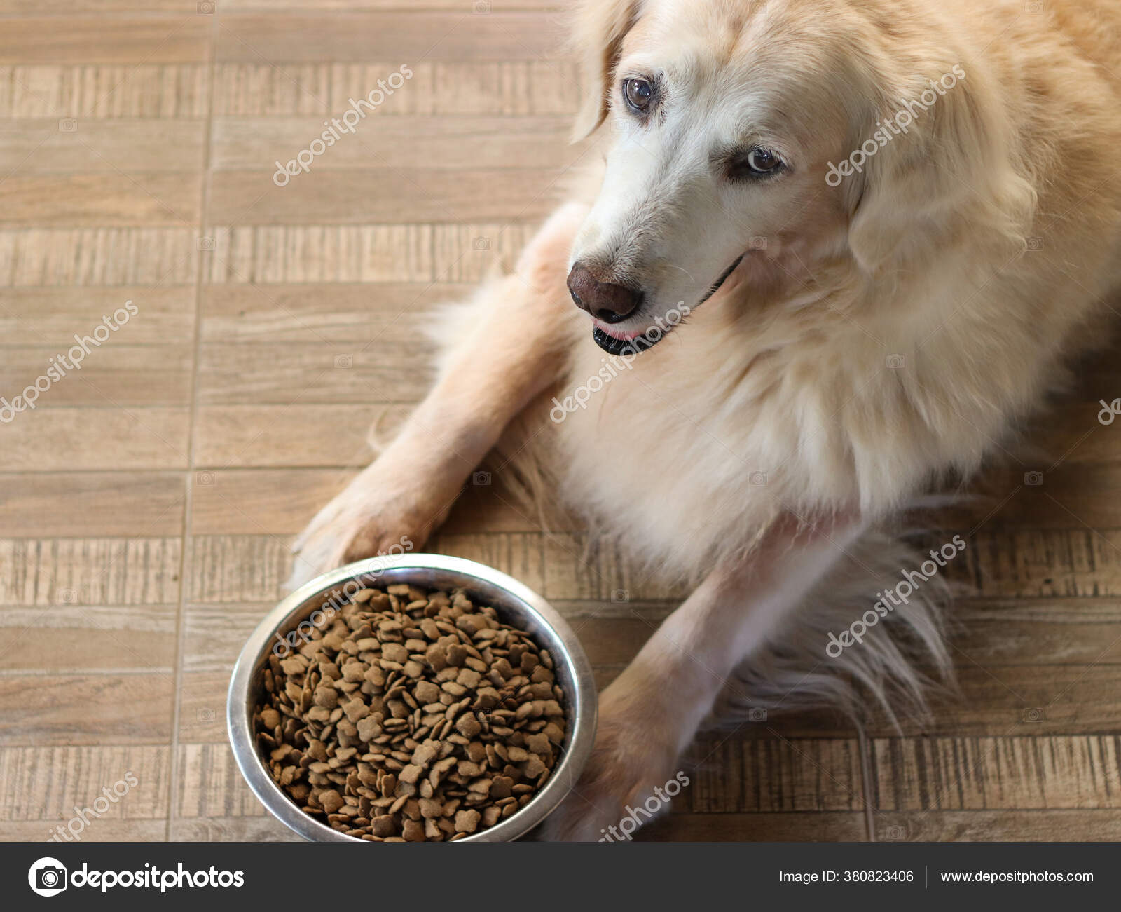 Do Dogs Get Bored Of The Same Food