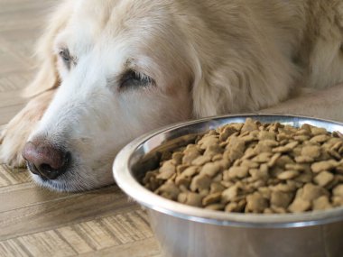 Üzgün Golden Retriever köpeği yemekten sıkılır. Golden retriever köpeği köpek mamasının yanına uzanır ve onu görmezden gelir..