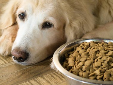 Üzgün Golden Retriever köpeği yemekten sıkılır. Golden retriever köpeği köpek mamasının yanına uzanır ve onu görmezden gelir. Yaklaş, seçici odaklan..