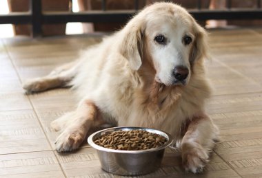 Golden Retriever köpeği yemekten sıkılır. Golden retriever köpeği köpek mamasının yanına uzanır ve kameraya bakar..