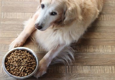Golden Retriever köpeği yemekten sıkılır. Golden retriever köpeği köpek mamasının yanına uzanır ve kameraya bakar..