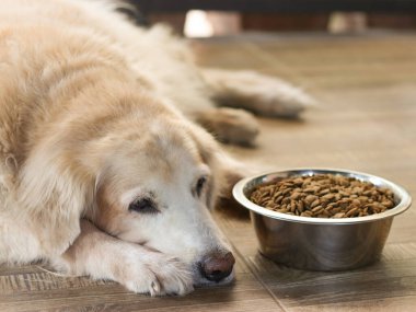 Üzgün Golden Retriever köpeği yemekten sıkılır. Golden retriever köpeği köpek mamasının yanına uzanır ve onu görmezden gelir..