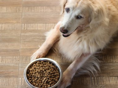 Golden Retriever köpeği yemekten sıkılır. Golden retriever köpeği köpek mamasının yanına uzanır ve kameraya bakar..