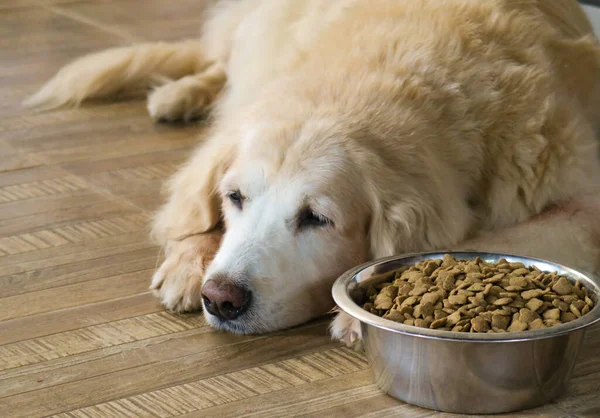 Üzgün Golden Retriever köpeği yemekten sıkılır. Golden retriever köpeği köpek mamasının yanına uzanır ve onu görmezden gelir..