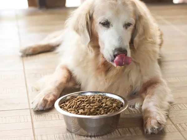 Aç Golden Retriever köpeği önüne bir kase köpek maması koyup kendi dudaklarını yalıyor..
