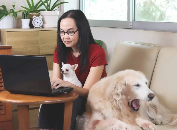Oturma odasında oturan Asyalı kadın dizüstü bilgisayarında Chihuahua köpeği kucağında ve Golden Retriever köpeği kanepesinde esniyor. ev kavramından çalışmak.