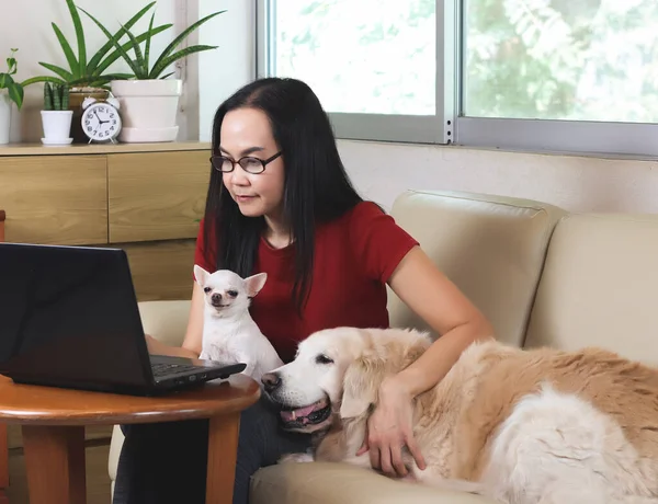 Oturma odasında oturan Asyalı kadın dizüstü bilgisayarda Chihuahua köpeği kucağında ve Golden Retriever köpeği yanında kanepede yatıyor. ev kavramından çalışmak.