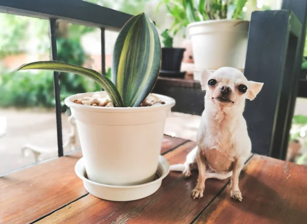 White short hair Chihuahua dog sitting on bench in garden with SANSEVIERIA MASONIANA house plant , smiling and lookin at camera.