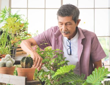 Mutlu Asyalı son sınıf öğrencisi kapalı bir masada elinde saksılarla dikiliyor, ev bitkileriyle ilgileniyor, ağaç dallarını kesiyor bahçe işleri ve yaşlı yaşam tarzı kavramlarıyla uğraşıyor..