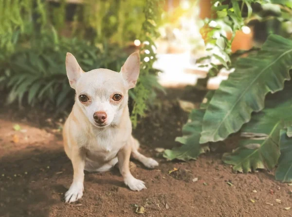 Brown short hair Chihuahua dog sitting in the garden , looking at camera.