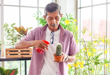 Asyalı son sınıf öğrencisi elinde saksılarla odada duruyor, ev bitkileriyle ilgileniyor, üzerine su püskürtmeye odaklanıyor. Bahçe işleri ve yaşlılar yaşam tarzı kavramı..
