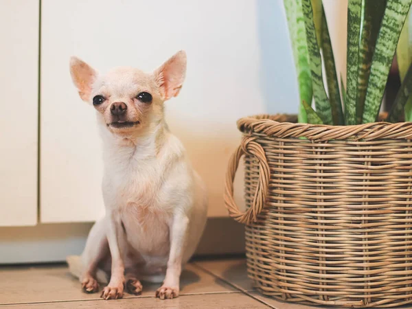 Portrait Chihuahua Blanc Poils Courts Assis Près Panier Plante Serpent — Photo