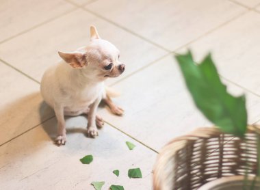 Kötü bir chihuahua köpeği yerde otururken kendini suçlu hisseder..