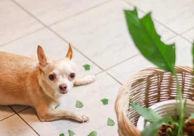 Kötü chihuahua köpeği yere uzanmış yapraklarıyla kendini suçlu hisseder..